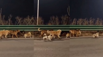 Bikin Haru! Kisah 7 Anjing di China Kompak Kabur dari Penangkaran Demi Pulang ke Rumah
