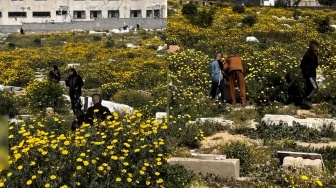 Viral Pemakaman di Gaza Dipenuhi Bunga Kuning, Warga Terkejut saat Ziarah