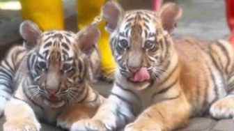 Duka di Kebun Binatang Bandung: Huru dan Hara, Dua Bayi Harimau Mati Diterkam Virus Ganas