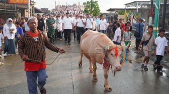 Kerbau Bule Pikat Ribuan Warga: Lomban Syawalan Jepara 2026 Bangkitkan Ekonomi dan Lestarikan Budaya