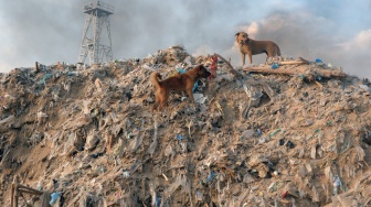 Dua ekor anjing berjalan di atas tumpukan sampah kiriman yang menggunung di Pantai Kedonganan, Badung, Bali, Kamis (26/3/2026). [ANTARA FOTO/Nyoman Hendra Wibowo/bar]