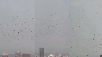 Heboh Ribuan Burung Gagak Terbang di Langit Tel Aviv, Benarkah Tanda Kiamat?