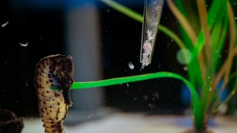 Pengalaman Eksklusif: Harga dan Cara Ikut Tur Kuda Laut di Singapore Oceanarium