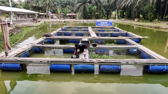 UMKM Ting Ting Jahe dan Kerambah Apung Jadi Motor Ekonomi Desa Empang Baru