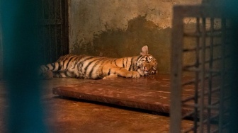 2 Anak Harimau Mati karena Panleukopenia, Dokter Hewan: Lebih Mematikan dari Kucing Domestik