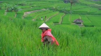 Pemerintah Akan Larang Alih Fungsi Sawah, Sedang Siapkan Sanksi