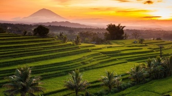 Petani Jatiluwih Gelar Tradisi Unik Nyepi Sawah