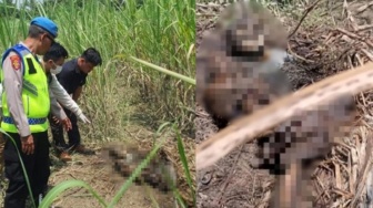 Ngeri! Ini 7 Fakta Temuan Kerangka Manusia di Kebun Tebu Pemalang