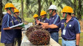 Tak Asal Tanam, Petani Sawit Mulai 'Melek' Gunakan Metode Ilmiah