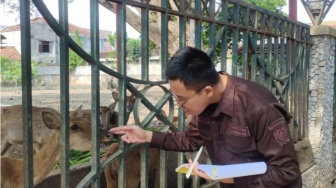 Bukan Kurang Makan, Ternyata Ini Biang Keladi Belasan Rusa di Pendopo Tulungagung Kurus