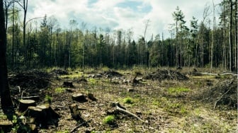 Bukan Cuma Rusak Lingkungan, Penebangan Hutan Liar juga Picu Lonjakan Penyakit