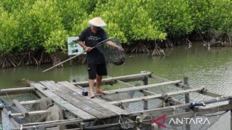 Krisis Tambak di Kaltim: Bagaimana Petambak Bisa Bertahan di Tengah Perubahan Iklim?