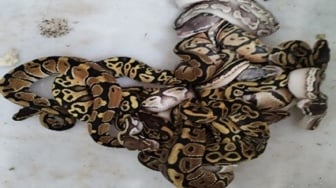 Misi Gelap WNA Rusia Selundupkan 202 Reptil Digagalkan Gakkum Kemenhut! Pelaku Terancam 10 Tahun Bui