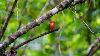 Mengejutkan! Sulawesi Jadi Rumah Bagi 159 Spesies Burung Langka