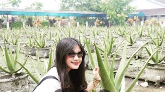 Cuma Modal Tanaman Dapur, 7 Manfaat Aloe Vera Pontianak yang Bikin Wajah Cerah Tanpa Skincare Mahal