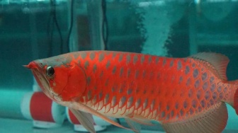 Di Balik Dorongan Ekspor Arwana Kalbar, Kendala Perizinan dan Regulasi Masih Membayangi