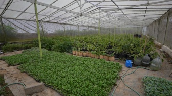 Dari Kebun ke Dapur, Petani Sayur Boyolali Temukan Harapan Baru Lewat MBG