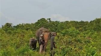Kapan Way Kambas Dibuka Kembali? Ini Jawaban Balai Taman Nasional Terkait Nasib Wisata Gajah