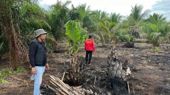 Bakar 500 Hektare Lahan Gambut Riau demi Kebun, Pria di Pelalawan Diciduk Polisi