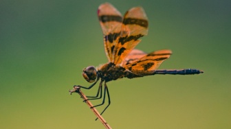 Ketika Capung Pergi, Kita Kehilangan Lebih dari Sekadar Serangga