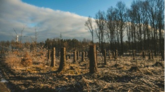 433 Ribu Hektare Lenyap: Menggugat Angka Deforestasi Indonesia 2025