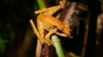 Bioindikator yang Terabaikan: Ketika Katak Tak Lagi Bernyanyi