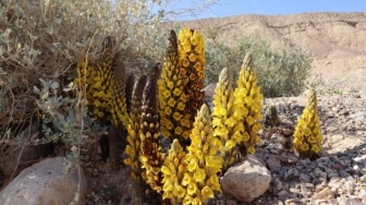 Misteri Gurun Mulai Terkuak! Ilmuwan Temukan Puluhan Tanaman Langka yang Selama Ini Tersembunyi