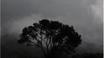 Pocong Berdarah di Dahan Sengon Buto yang Dilihat oleh Lek Salim