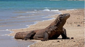 Naga Purba ke Jepang: Diplomasi Hijau dan Misi Penyelamatan Komodo