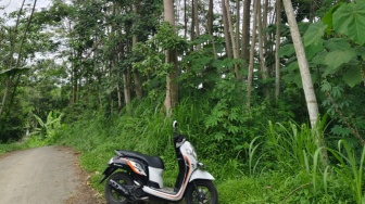 Ketika Galvalum Menang, Petani Kayu Tumbang