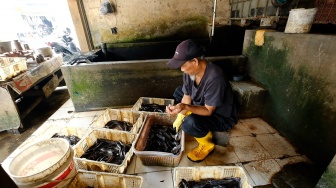 Berkat MBG, Pembudidaya Ikan Semangat Bekerja: Karena Pasti Laku!