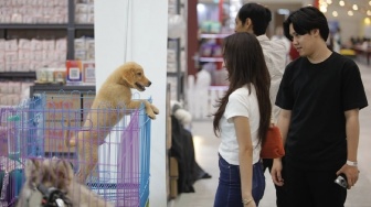 Healing Sederhana di Tengah Kota: Saat Interaksi dengan Banyak Hewan Peliharaan Jadi Obat Stres