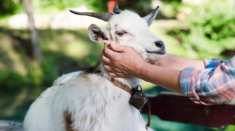 Dibeli Murah untuk Dijual Mahal Idul Adha, Inilah 5 Ciri Kambing Muda Berkualitas