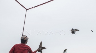 Merpati Kolongan Warga Bandar Lampung Rp3,5 Juta Digasak, Dijual Cuma Seharga Pulsa