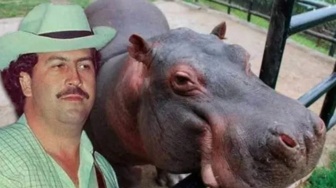 Warisan Gila Pablo Escobar! 80 Kuda Nil Bakal Disuntik Mati, Habiskan Biaya Rp30 Miliar