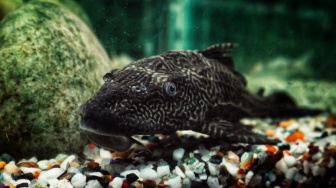 Misteri Ikan Sapu-Sapu yang Tak Pernah Habis Dibasmi, Ternyata Biang Keroknya Kita Sendiri?