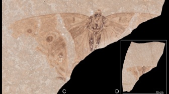 Penemuan Fosil Kupu-Kupu Berusia 34 Juta Tahun di Prancis, Kondisi Masih Utuh