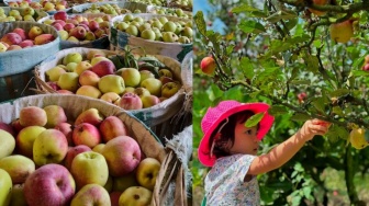 Apel Batu di Ujung Tanduk: Cerita Petani di Tengah Perubahan Kota Batu