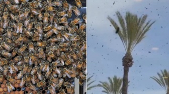 Israel Diserang Jutaan Lebah, Warga Zionis Ketakutan Yakin Itu Kiriman dari Tuhan