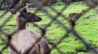 Belajar Ikhlas di Taman Rusa USU: Ruang Pulang Saat Saya Berada di Titik Terendah