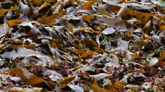 Produksi Rumput Laut Naik, Kenapa Nilainya Masih Rendah?