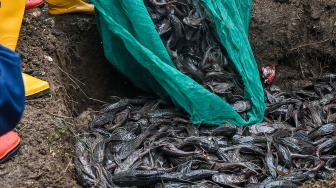 Petugas Dinas Ketahanan Pangan, Kelautan dan Pertanian (KPKP) DKI Jakarta mengubur ikan sapu-sapu saat operasi pembersihan di Sungai Ciliwung, Cililitan, Jakarta, Jumat (17/4/2026). ANTARA FOTO/Sulthony Hasanuddin/tom]
