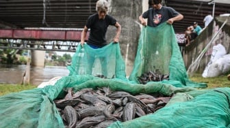 Operasi Serentak! Ikan Sapu-Sapu Diburu di Sungai-Sungai Jakarta