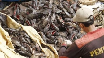 Apakah Ikan Sapu-Sapu Bisa Dimakan? Ini Bahaya untuk Manusia dan Ekosistem