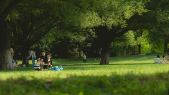 Berhenti Terjebak di Gedung Gersang: Saatnya Merasakan Manfaat Berteduh di Bawah Pohon Rindang