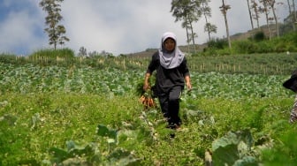 Semangat Petani Boyolali Terangkat, MBG buat Pesanan Sayur Melonjak