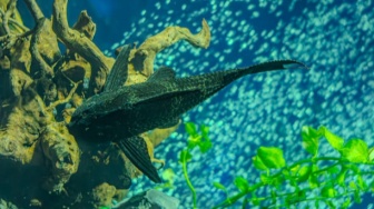 Dimusnahkan Pemprov Jakarta, Memangnya Apa Dampak Buruk Ikan Sapu-Sapu Bagi Lingkungan?