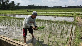 Niat Kuat Daliman Menuju Tanah Suci, Menabung Lewat Anak Sapi hingga Jadi Buruh Tani
