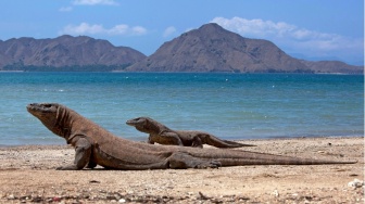 Over Tourism Mengancam, Seberapa Efektif Pembatasan di Taman Nasional Komodo?