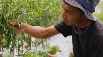 Harga Sayur Lebih Stabil Setelah Ada MBG, Petani Boyolali Harap Program Terus Berlanjut